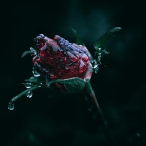 Close-up of a red rose bud covered with water droplets on a dark background.